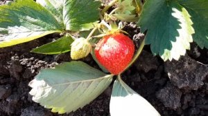 Клубника "Флер" - наш новый сорт...???????