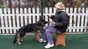 Дрессировка щенка_ команда стоять и лежать