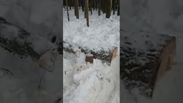 Администрация города Троицка утверждает, что на месте вырубки нет. смотреть онлайн