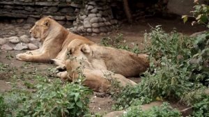 Из жизни азиатских львов Московского Зоопарка