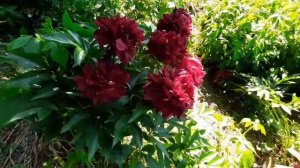 Пион ЧИППЕВА / Paeonia CHIPPEWA - ОБЗОР, ОПИСАНИЕ, ЦВЕТЕНИЕ, ОТЗЫВ