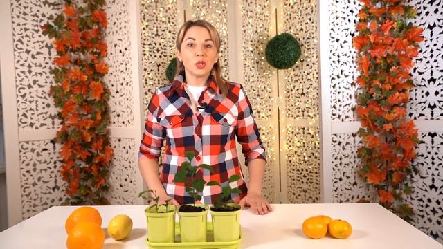 Строительные Шедевры