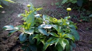 георгины низкорослые