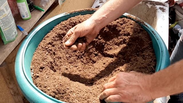 ПЕТУНИЯ БУДЕТ ЦВЕСТИ ШАРОМ?Сделайте Так при Высадке в грунт смотреть онлайн