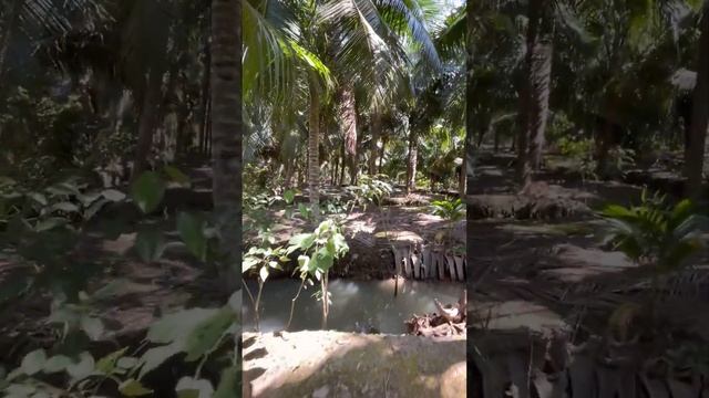 Кокосовый сад