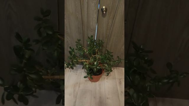 Шикарное денежное дерево 😍🤗❤️ смотреть онлайн