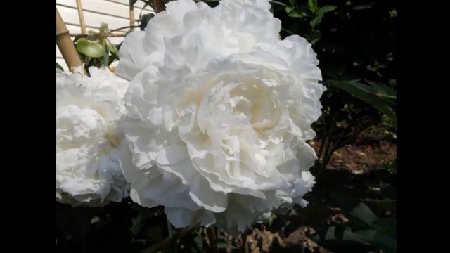 #Многолетники48 #Пионы6 #Цветы для сада и бизнеса от Ольги Шевчук смотреть онлайн