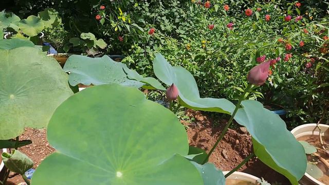 Lotus Tubers For Sale Whatsapp @ 8075873730 смотреть онлайн