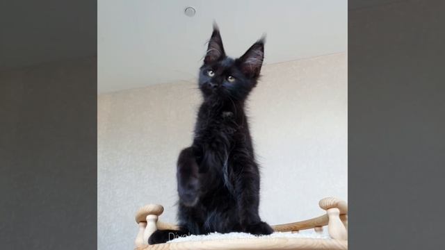 Нео (Divokun Neo) котенок Мейн-кун чёрный солид смотреть онлайн