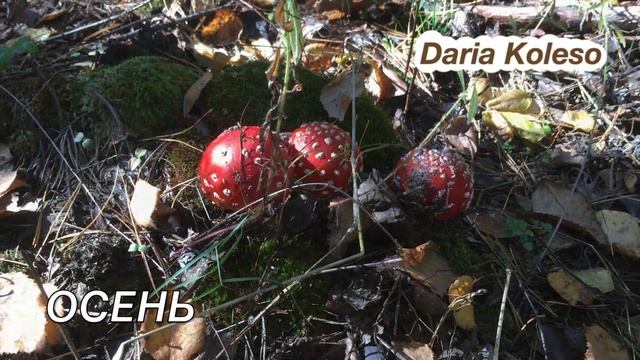 Стихи "Осень" смотреть онлайн