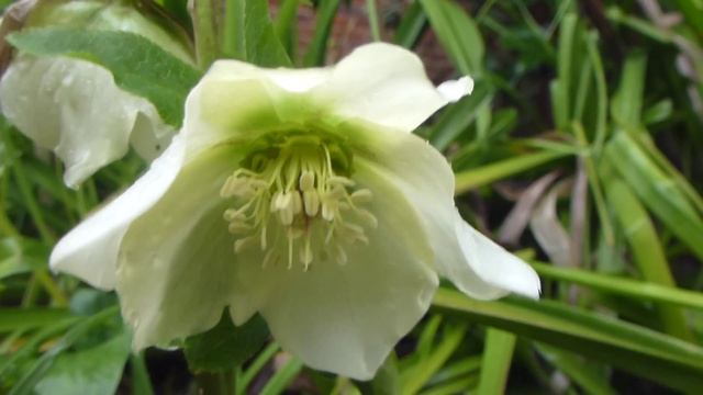 Helleborus niger - Poisonous Plants - Jólarós - Sígrænar plöntur - Pottaplanta смотреть онлайн