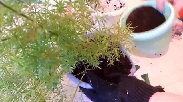 Перевалка комнатных растений. Аспарагус. смотреть онлайн