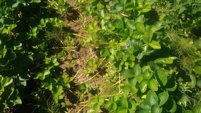 Усы клубники.Сделайте это с усами клубники и вы получите больше урожай смотреть онлайн