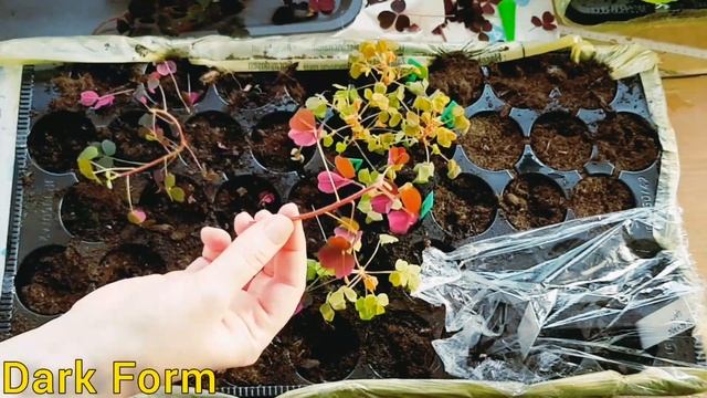 Oxalis|Вулканические кислицы|Оксалис|Укореняю черенки?+обзор сортов☘ смотреть онлайн