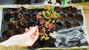 Oxalis|Вулканические кислицы|Оксалис|Укореняю черенки?+обзор сортов☘