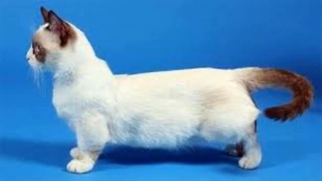 5 НЕОБЫЧНЫХ ПОРОД КОШЕК смотреть онлайн