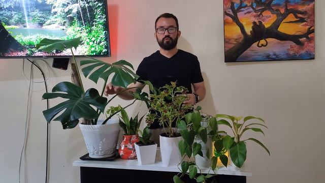 PlantolicHN - Monstera Deliciosa смотреть онлайн