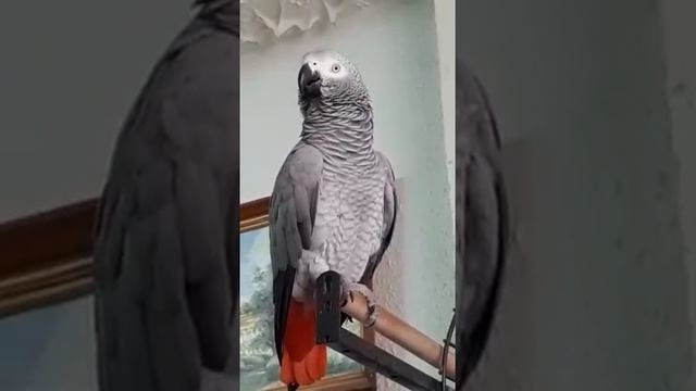 ласточка на жердочке...похулиганила и отдыхает. смотреть онлайн