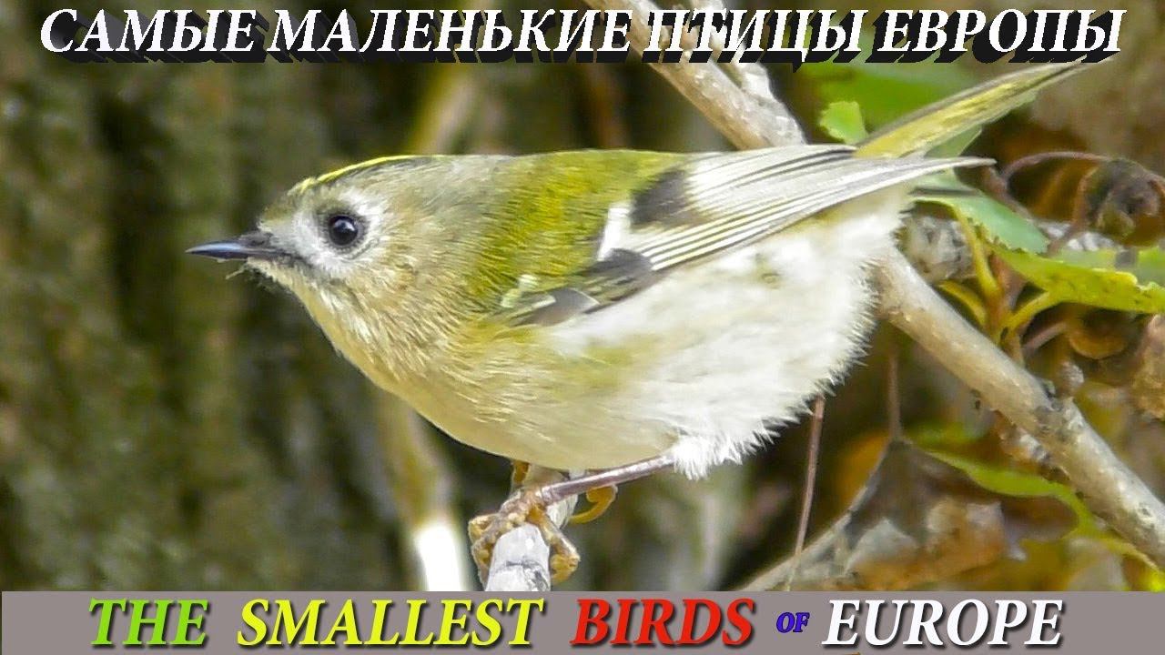 Самые маленькие птицы Европы / The smallest birds of Europe смотреть онлайн