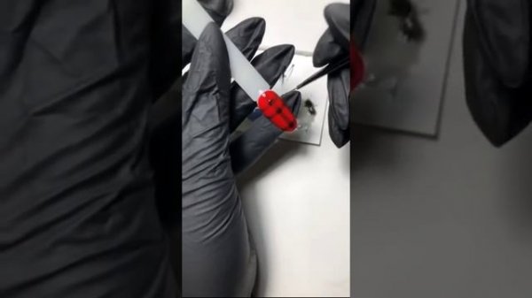 ingarden_official: Клетчатый принт