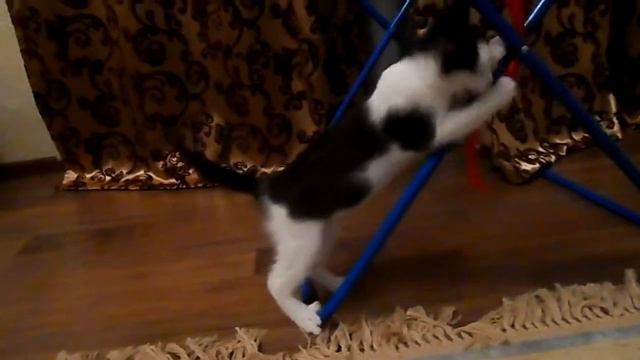 Черно-белый котенок нашел свой дом смотреть онлайн