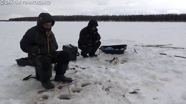 ЗАКРЫТИЕ СЕЗОНА РЫБАЛКИ НА ЛЬДУ ПО СИГУ И ЯЗЮ смотреть онлайн