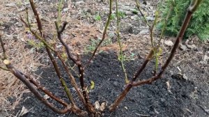 По листу и под корень, две ВАЖНЫЕ ПОДКОРМКИ для РОЗ! Не пропустите!