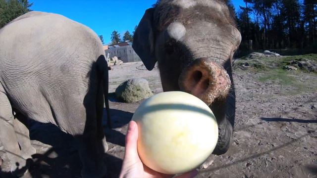 How Elephants Eat Honeydews смотреть онлайн