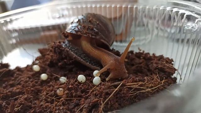 как улитки рожают смотреть онлайн