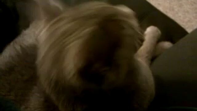 squeaky kitty Remy смотреть онлайн