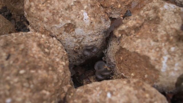 Cultivarea ciupercilor - coama leului - Hericium erinaceus - Shroomareala ep 14 смотреть онлайн