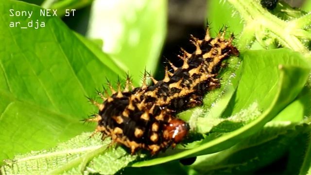 Sony NEX 5T Video Test Caterpillar HD 1080p смотреть онлайн