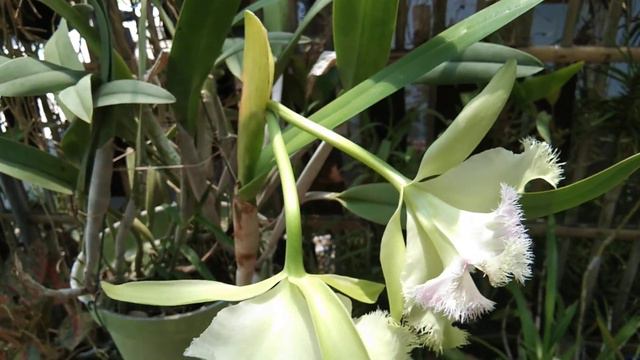 Cattleya Golf Green (Rhyncholaeliocattleya Golf Green) registered 2006 смотреть онлайн