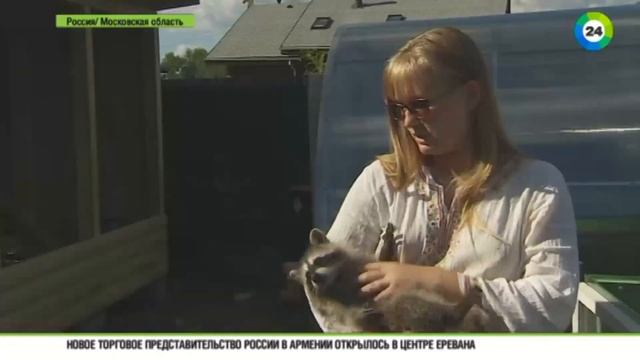 Где еноты едят людей?)) Детский сад для полосатых и пушистых смотреть онлайн