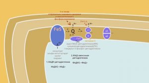 Биохимия: дыхательная цепь и окислительное фосфорилирование