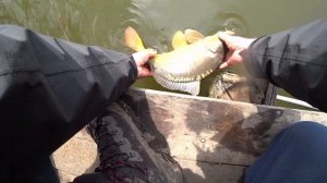 Рыбалка на КАРПА с корабликом ВЕСНОЙ! Тактика ловли.