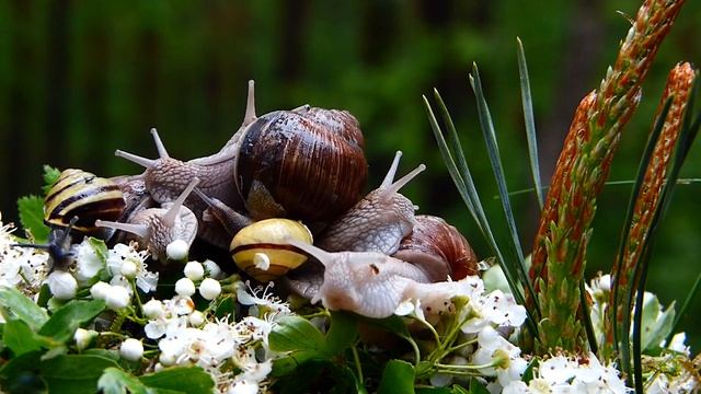 Улитки и музыка смотреть онлайн