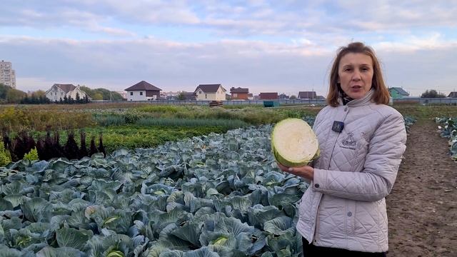 Лучшие сорта капусты для квашения. Какой сорт выбрать для посадки. смотреть онлайн