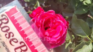 ❄️КАНАДСКИЕ РОЗЫ, выдерживающие 40°С МОРОЗ!!! ❄️❄️❄️rosebushes.ru