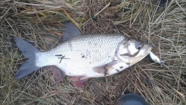 Гибриды в реках КарпоКарась! Почему их стало слишком много? смотреть онлайн