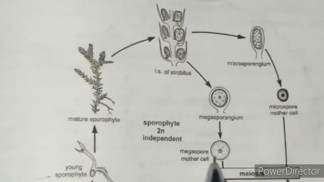 Easy notes Alternation of generation in sellaginela (In Hindi)