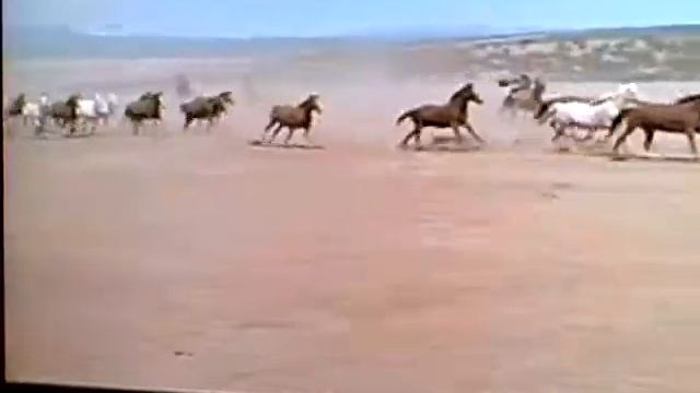 Cowboy roundup смотреть онлайн