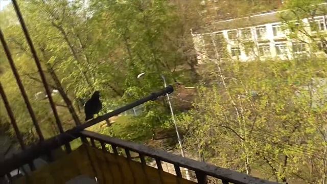 [День 1] - На нашем балконе после дождя голуби начали вить голубинное гнездо строить под конец весн смотреть онлайн