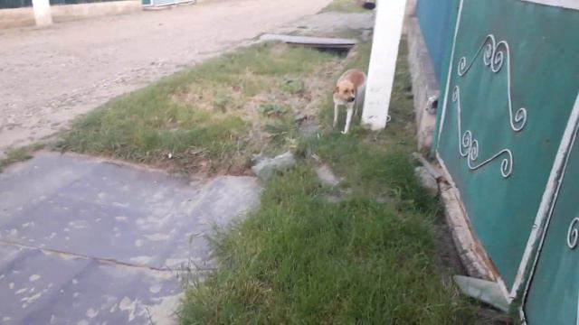 Выгуливаю собаку смотреть онлайн