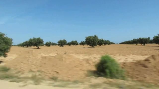 Des oliviers à perte de vue смотреть онлайн