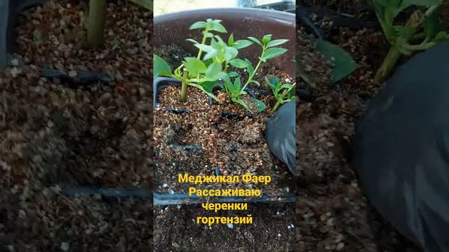 Меджикал Фаер гортензия. Рассаживаю черенки по стаканчикам смотреть онлайн