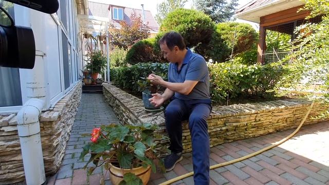 Бегония клубневая или спрашивали отвечаем смотреть онлайн