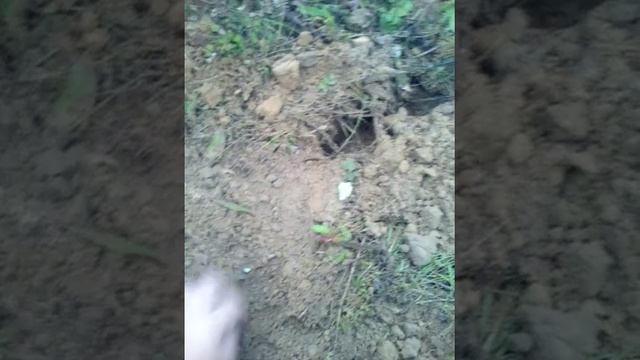 Ася 250 с нел торнадо смотреть онлайн