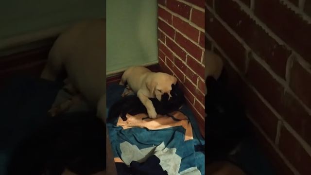 Лабрадор и мэйкун смотреть онлайн