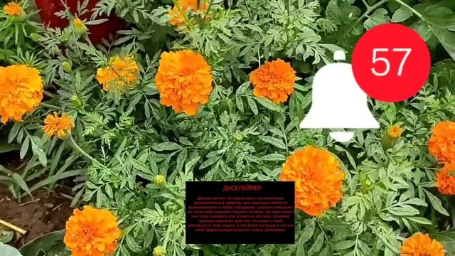 @ShindrMindr. Шоу тунеядцев продолжается Купает а грязи своих подписчиков Мать не гуляет на возду смотреть онлайн